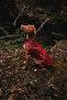 Bordox Small and Large Breed Dog Raincoat
