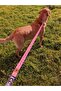 Corgi Dog Harness and Leash Set - 4