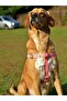 Corgi Dog Harness and Leash Set - 2