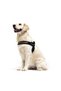 Express Harness - 4