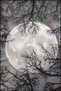 Gray Themed Tree and Moon Patterned Creative Modern Decorative Carpet 3892