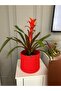 Red Wicker Basket - Multi-Purpose, Garden Organizer, 22X20