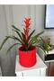 Red Wicker Basket - Multi-Purpose, Garden Organizer, 22X20 - 2