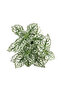 Fittonia - Beyaz - 2