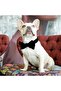 Velvet Black Dog Collar - 4