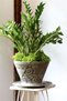 Zamia Bitkisi - 4