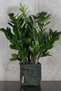 Zamia Bitkisi - 3
