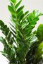 Zamia Bitkisi - 2
