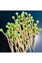 No:48 - 50 Pcs Decorative Beaded Promise Engagement Birthday Party Cupcake Mevlüt Ornament Toothpick - 3