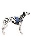 Belden Dog Collar Maestro 2.0 - Xl 72-103 cm X 30 mm - 3