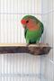 2 Pack Bird Stand Wooden Entertainment Platform Natural Wooden Perch - 2