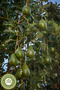 Yörem Opyon Famous Mersin So Crop بدون إضافات أوراق الأفوكادو ذات النكهة الغنية| 55 جرام - 3