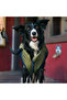 Gap Dog Jacket - 2