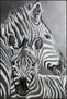 Animal Zebra Pattern Decorative and Woven Base Washable Carpet Miravip8812