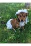 Dog Dress Wedding Gown Special Occasion Evening Dress with Veil White Tulle - 5