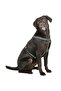 Dog Harness - 40 - 60 cm - 3