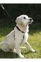 Dog Training Collar - 45 - 60 cm - L - 3