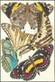 Butterfly Themed Painted Patterned Decorative and Washable Carpet Miravip9298