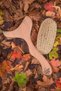Cellulite Remover Wooden Massager and Brush - 2