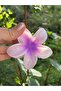 Bym382 Light Purple Flower Hibiscus Large Size Latch Buckle - 3