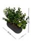 Eucalyptus in a Horizontal Tall Coral Anthracite Flower Pot Artificial Flower for Desktop Kitchen - 2