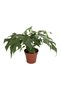 Monstera Minima - Deve Tabanı