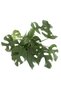 Monstera Minima - Deve Tabanı - 3