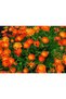 Aunt joy calendula oil, orange neroli oil, calendula oil 50 ml. - 3