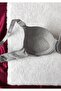 Women's Padded Underwire Daily 4-Piece Bra Set - 5
