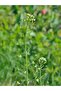 Shepherd's Purse, Cynaroides Ostratus, Bird's Nest Herb, Medicinal Herb, Capsella Bursa Pastoris, 25 g - 4