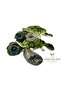 Caretta Turtle Plush, Green, Big Eyes, Small Eyes 23 cm x 24 cm, Large Eyes 30 cm x 28 cm - 3