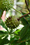 20ml Natural Horse Chestnut Oil - 3