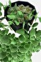 Artificial Flower Moblen Mica Diamond Green Eucalyptus Pendant in Black Pot - 2