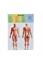 3D Human Body Training Set - 3305 - 2
