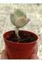 Echeveria lovely rose - 2