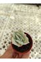 Echeveria lovely rose