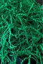 Cropped Z Zigzag Pelur Cropped Paper 1000 grams Pine Green Dark Green Color 1 Kg Dark Green Paper