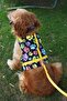 Anti-Escape Dog Chest Collar Set Small Breed and Large Breed Dog Walking Collar - 2