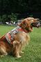 Anti-Escape Dog Chest Collar Set Small Breed and Large Breed Dog Walking Collar
