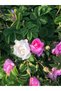 Unextracted Natural Rose Water (Rose Yeast) 1000 ml - 3