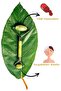Dermaroller Hair Removal Comb Needle Comb 0.50 mm + Jade Roller Facial Massage Tool Jade Stone Set - 7