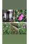Unextracted Natural Rose Water (Rose Yeast) 1000 ml - 2