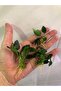 Anubias petite