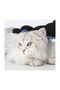 caT Dog Gloves - FeaTher collecTor Animal FeaTher collecTion - 5