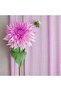 Italian Crapon Paper No:554 - Baby Pink - Baby Pink 180 Gr50x250 cm - 2