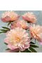 Italian Crapon Paper No:17a5 - Peach - Peach 180 Gr50x250 cm - 2