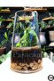 Delizli Handcrafted 27 cm Aquarium Handcrafted Cylinder Vase Trape Ps27 - 2