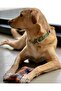 Charm Jewel Dog Collar and Leash Set - 5