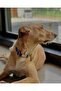 Charm Jewel Dog Collar and Leash Set - 3