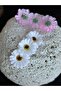 Design 3-Piece Daisy Artificial Flower Comb Side Clip Hair Accessory White - 2